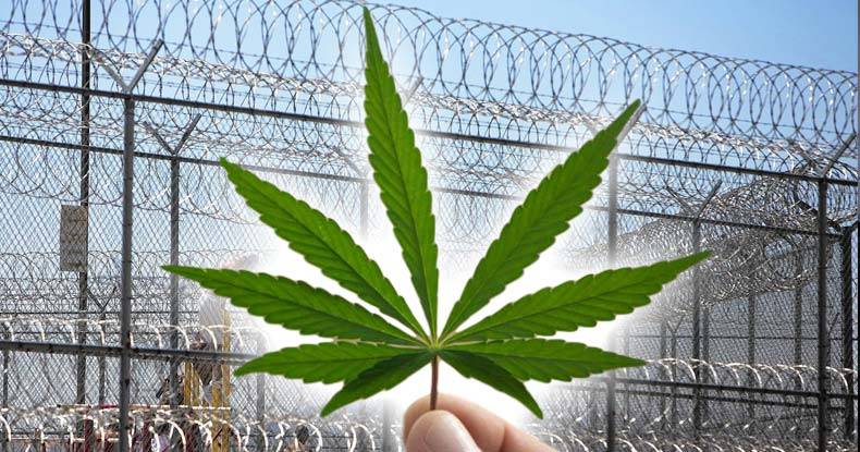 The Case For Cannabis: Effectiveness of The Prison System